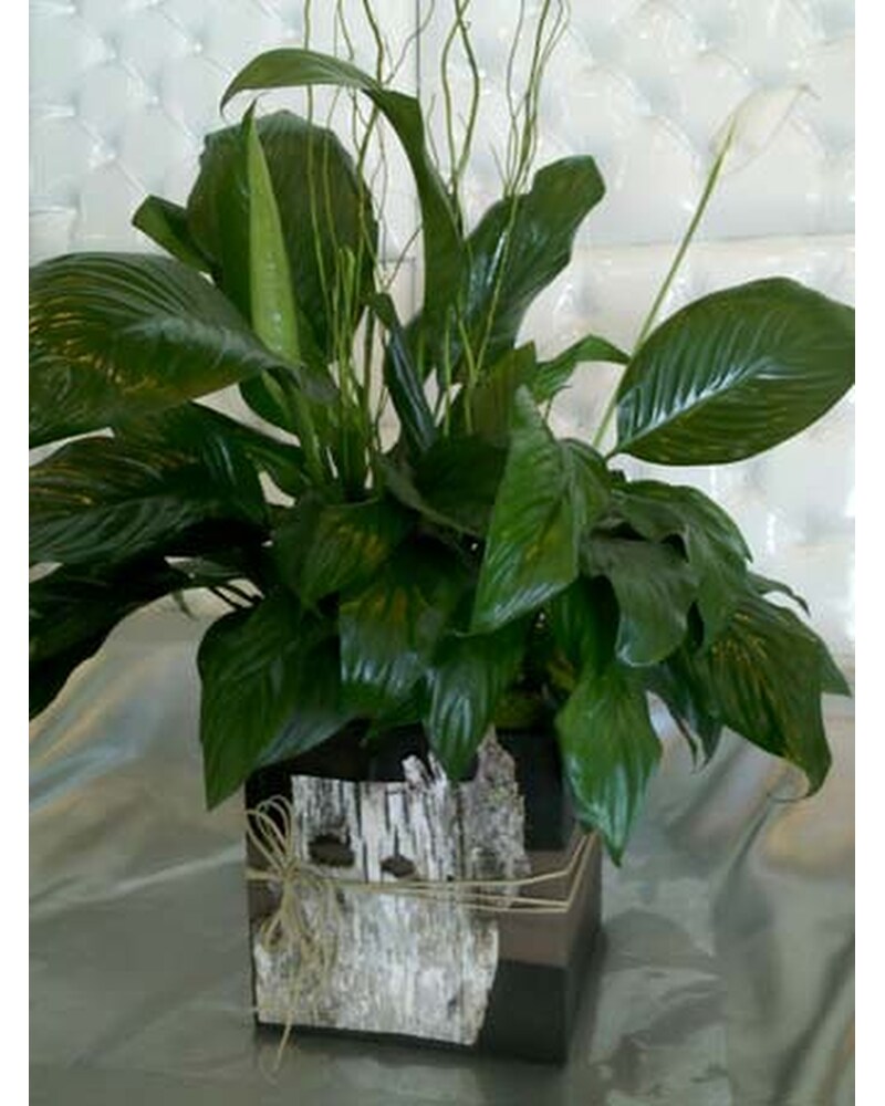 SMF - Plants Delivery Santa Monica CA - Santa Monica Florist